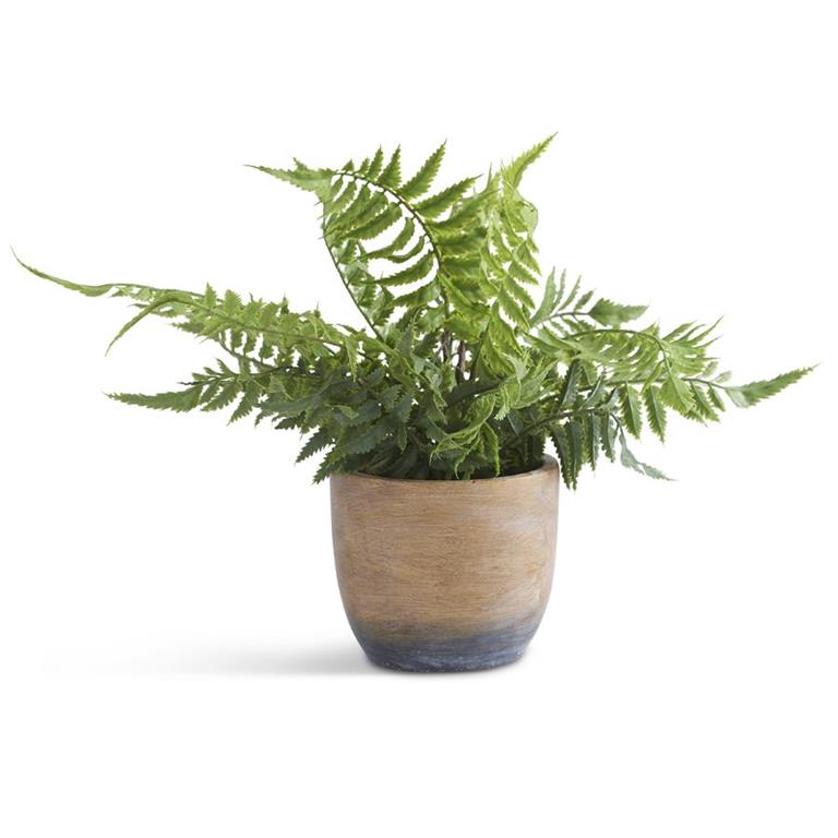 12 Inch Fern in Weathered Cement Pot