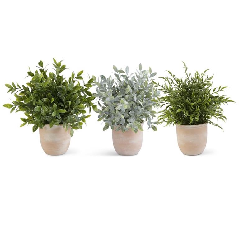 Assorted 13 Inch Herb in Terracotta Pot (3 Styles)