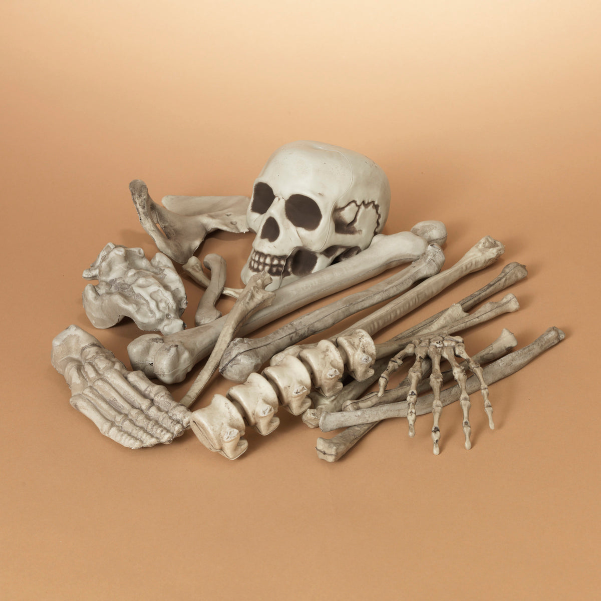 15.7" Skeleton Bones