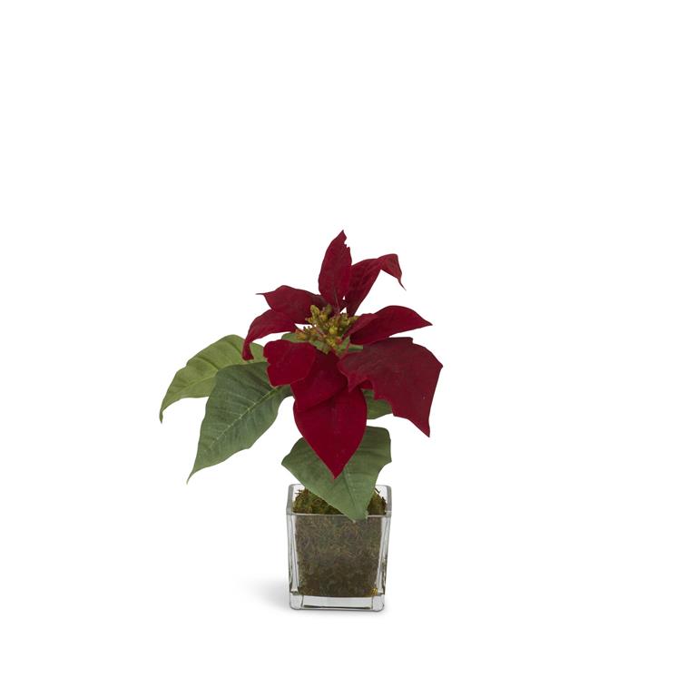 10 Inch Red Poinsettia in Square Glass Container