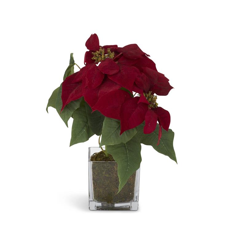 16 Inch Red Poinsettia in Square Glass Container