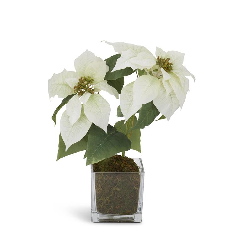 Copy of 16 Inch Red Poinsettia in Square Glass Container