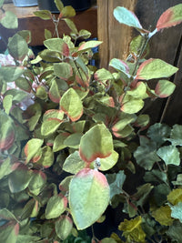 34 INCH GREEN EUCALYPTUS STEM