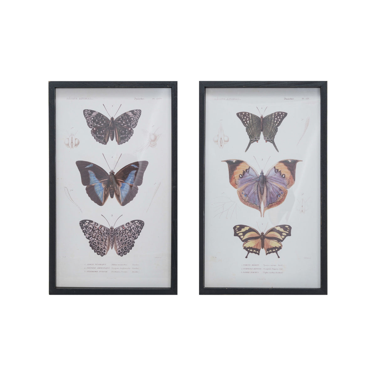 Wood Framed Glass Butterfly Art