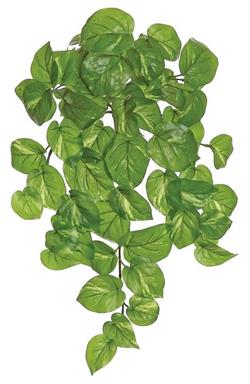 vine pothos OUTDOOR POTHOS BUSH/VINE, 21"; 66 LEAVES, GREEN/CREAM – REVIVED Furniture  And Home Decor