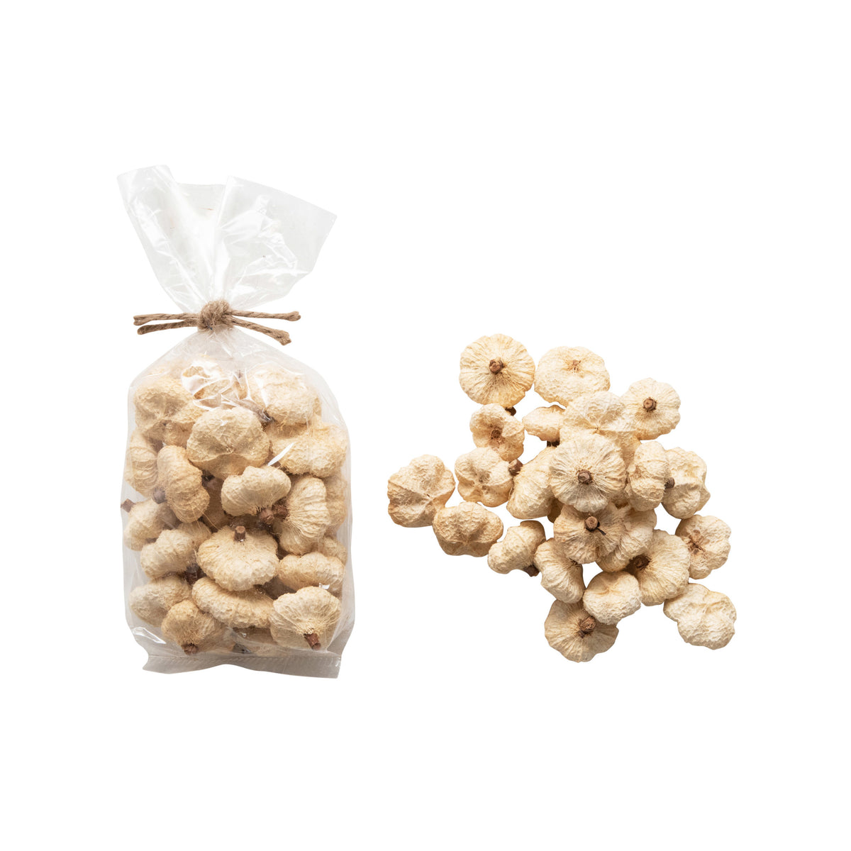 1" Round Dried Natural Peepal Pods in Bag, Cream (Contains 75 Pieces)