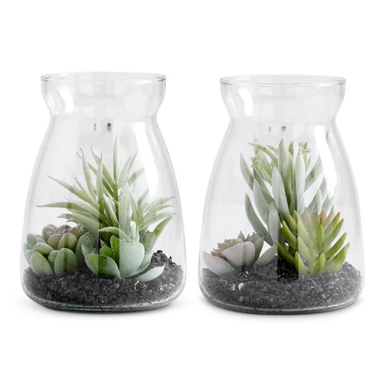 6 Inch Succulents In Glass Jars (2 Styles)