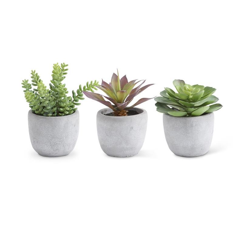 Assorted Large Succulents in Cement Pots (3 Styles)