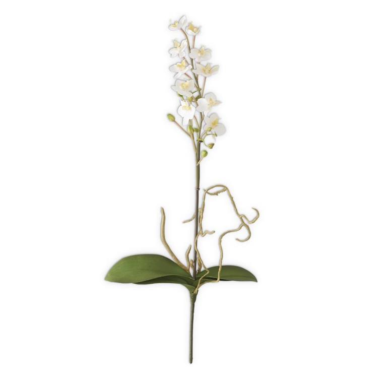 21 Inch White Orchid Stem w/Roots