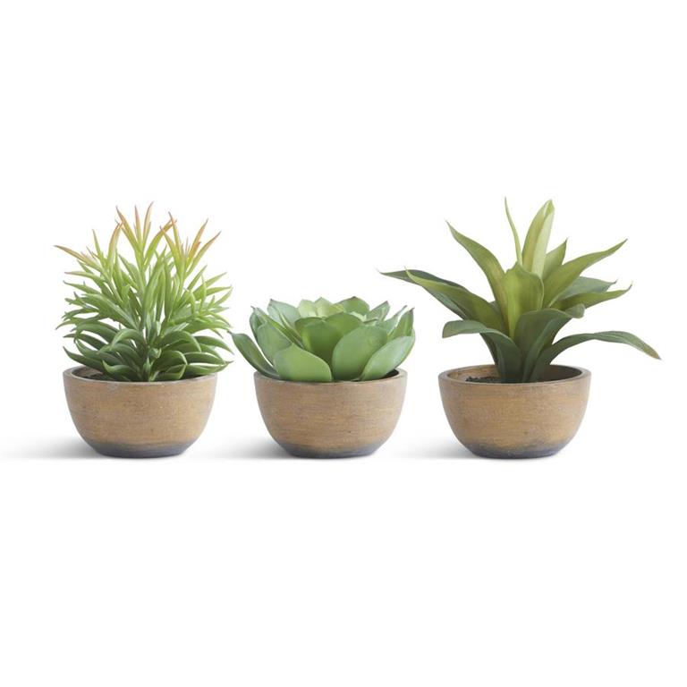 Assorted Succulents in Pots (3 Styles)