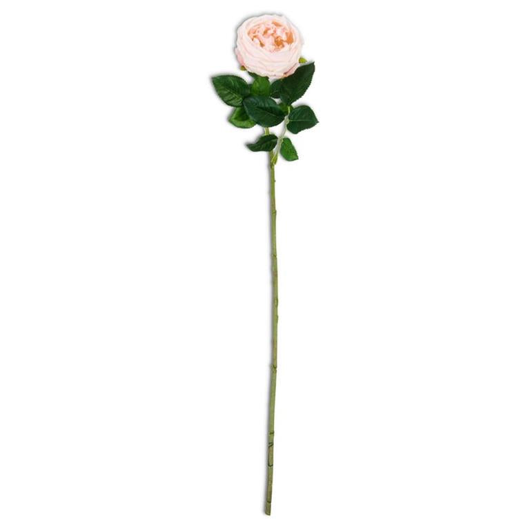 24 Inch Peach Real Touch Austin Rose Stem