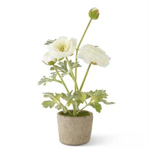 14.75 Inch White Ranunculus In Clay Pot