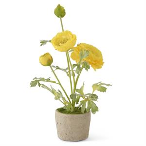 14.75 Inch Yellow Ranunculus In Clay Pot