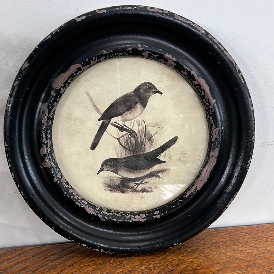 Assorted 9.75 Inch Round Black Framed Bird Prints