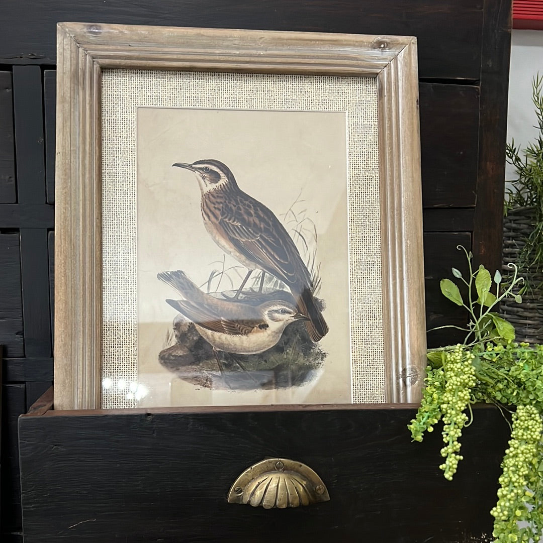 Assorted 17 Inch Bird Prints w/Weathered Frames