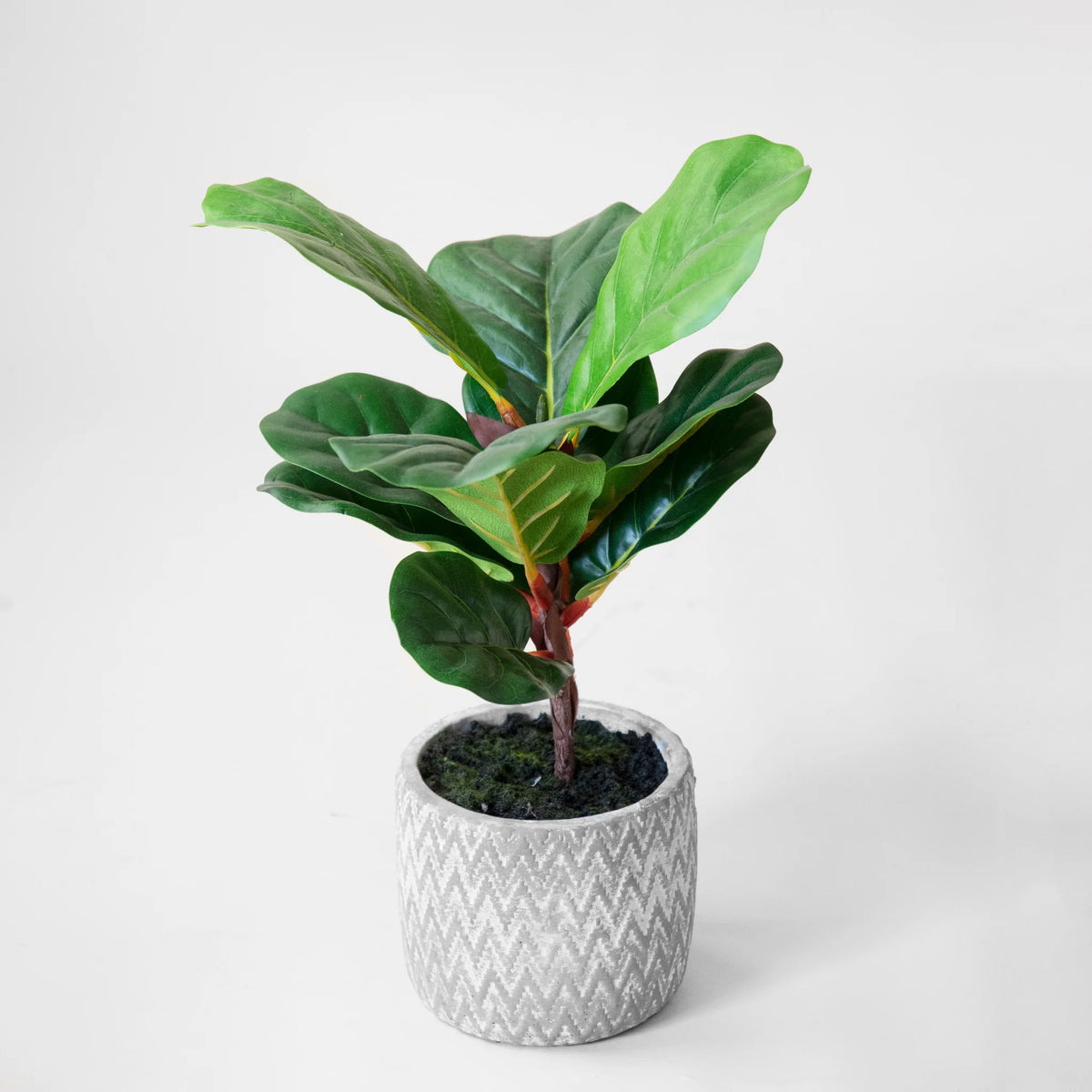 16.54" FIDDLELEAF TREE IN POT